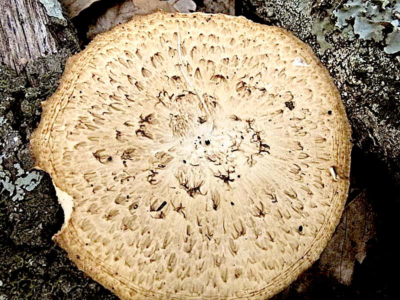 Polyporus tuberaster da confermare (P. tuberaster)